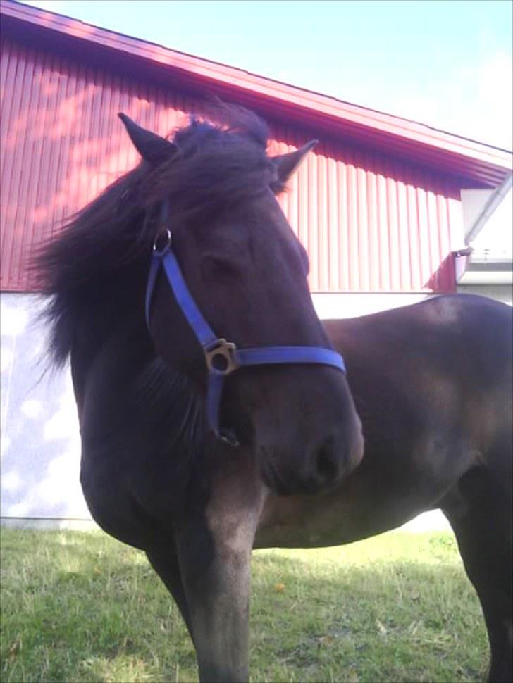 Islænder Hördur Fra Guldbæk billede 13