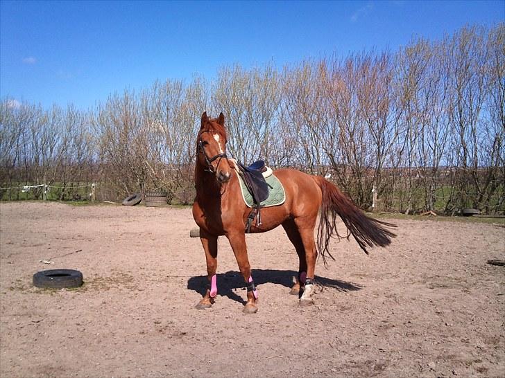 Hollandsk Varmblod Unique R.I.P billede 1