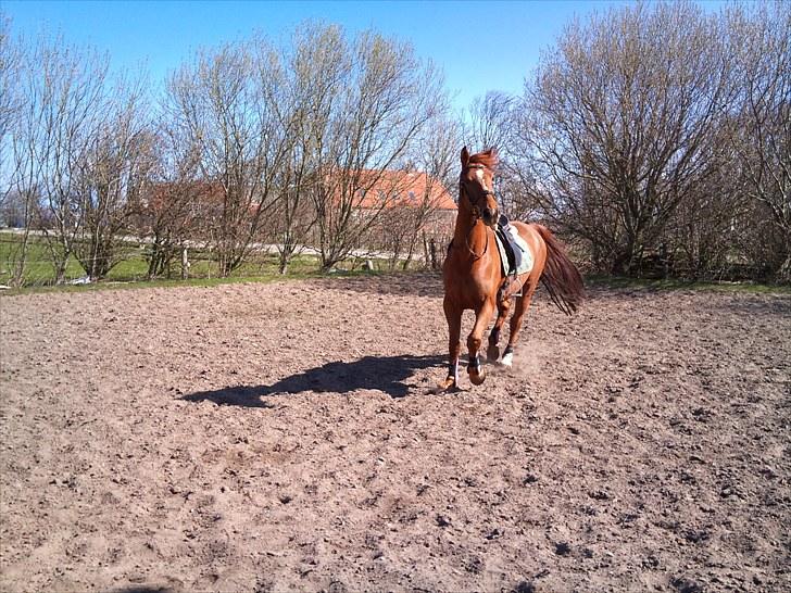 Hollandsk Varmblod Unique R.I.P billede 2