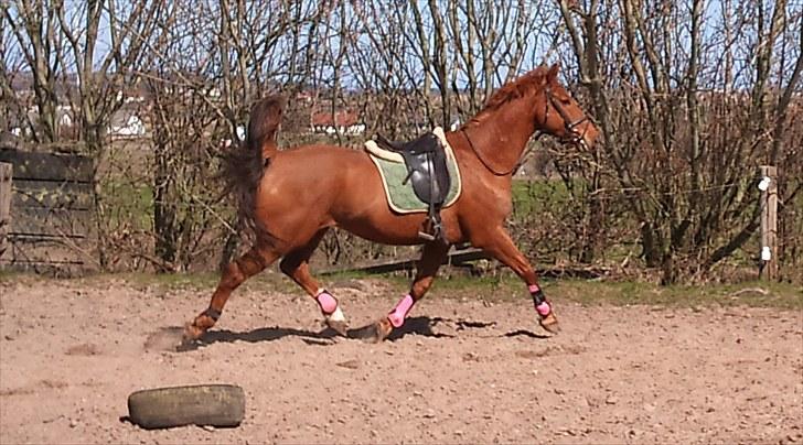 Hollandsk Varmblod Unique R.I.P billede 3