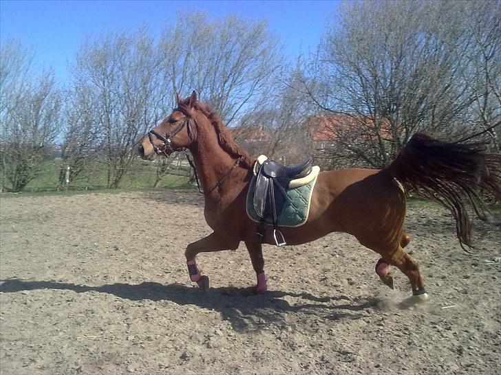 Hollandsk Varmblod Unique R.I.P billede 4