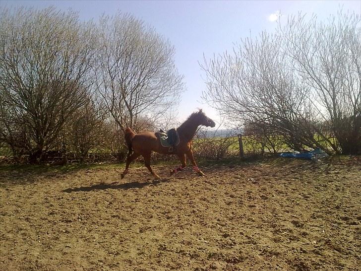 Hollandsk Varmblod Unique R.I.P billede 5