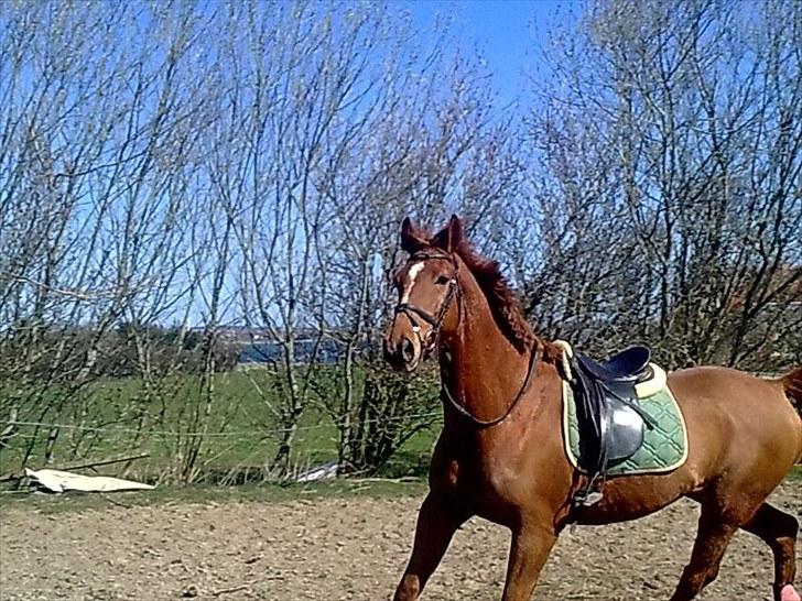 Hollandsk Varmblod Unique R.I.P billede 6