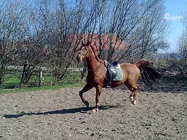 Hollandsk Varmblod Unique R.I.P billede 7