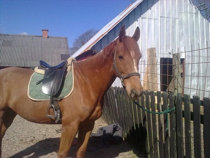 Hollandsk Varmblod Unique R.I.P billede 8