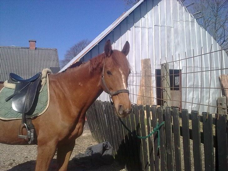 Hollandsk Varmblod Unique R.I.P billede 9