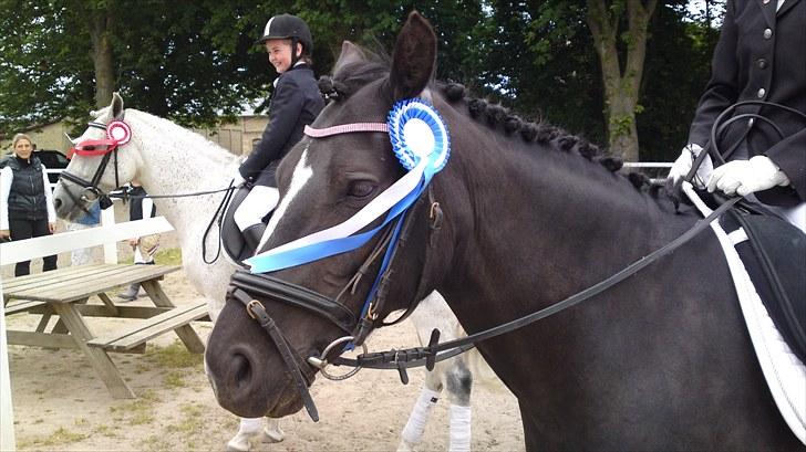 New Forest Princess Beauty - Beauty´s andet stævne og så fik vi en 2. plads <33 billede 14