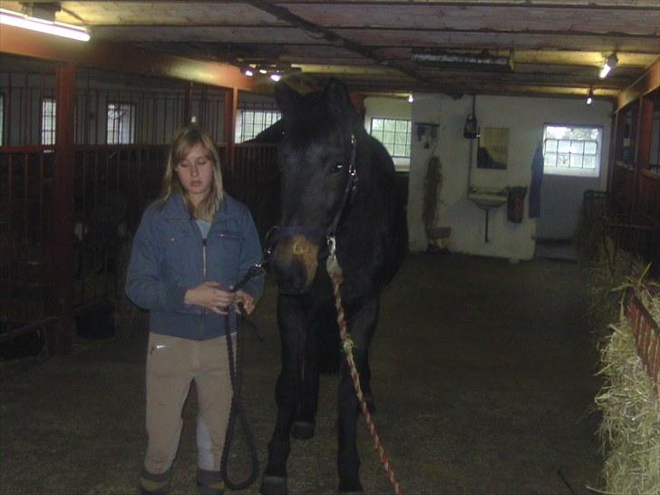 Dansk Varmblod Anuqa billede 1