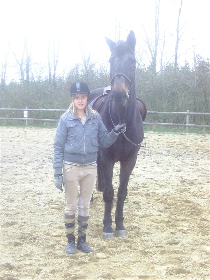 Dansk Varmblod Anuqa billede 2