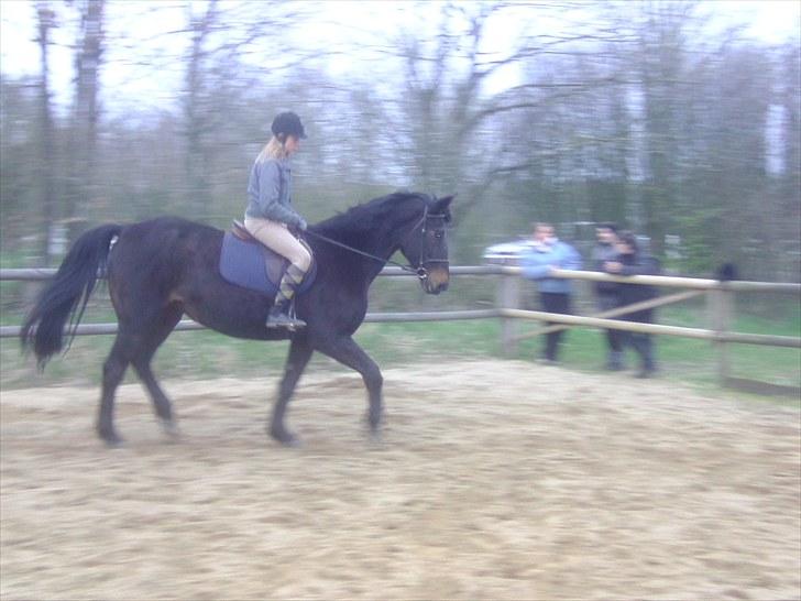 Dansk Varmblod Anuqa billede 3