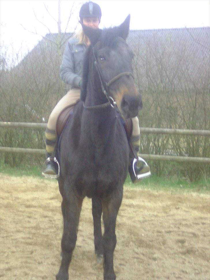 Dansk Varmblod Anuqa billede 4