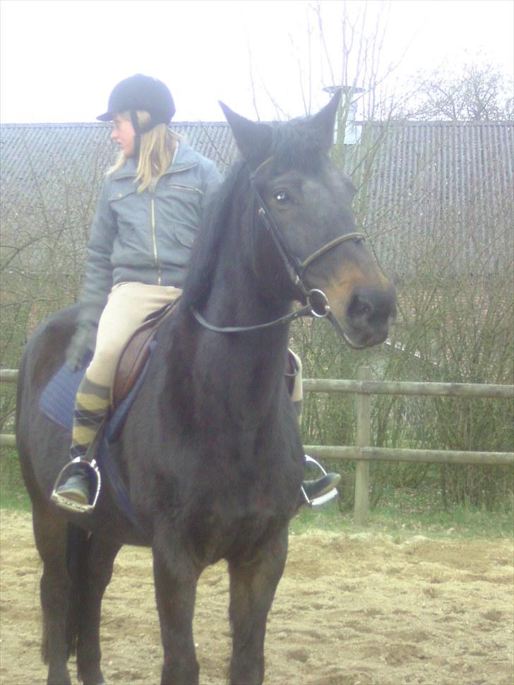 Dansk Varmblod Anuqa billede 5