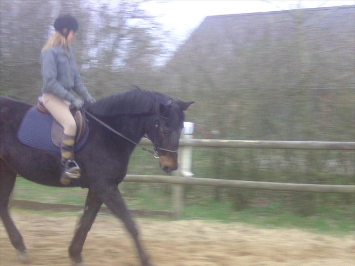 Dansk Varmblod Anuqa billede 6