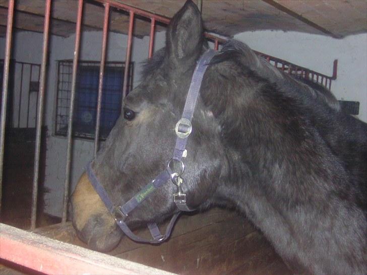 Dansk Varmblod Anuqa billede 7