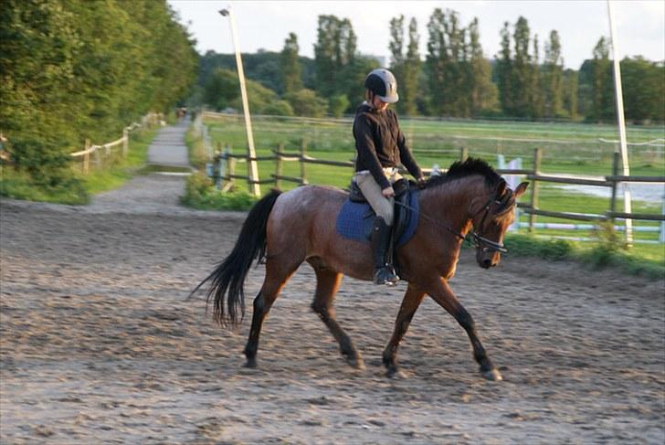 Anden særlig race Mickey .(SOLGT)MISS YOU  - velkommen til Mickey profil ..  billede 1