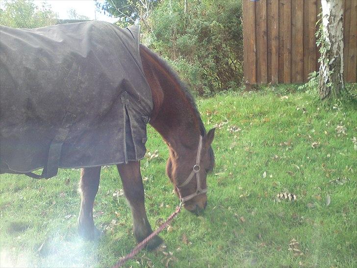 Anden særlig race Mickey .(SOLGT)MISS YOU  - Sidste dag med ham , sidste går tur med ham inde han blev hente :( ´MISS YOU DRENG billede 8