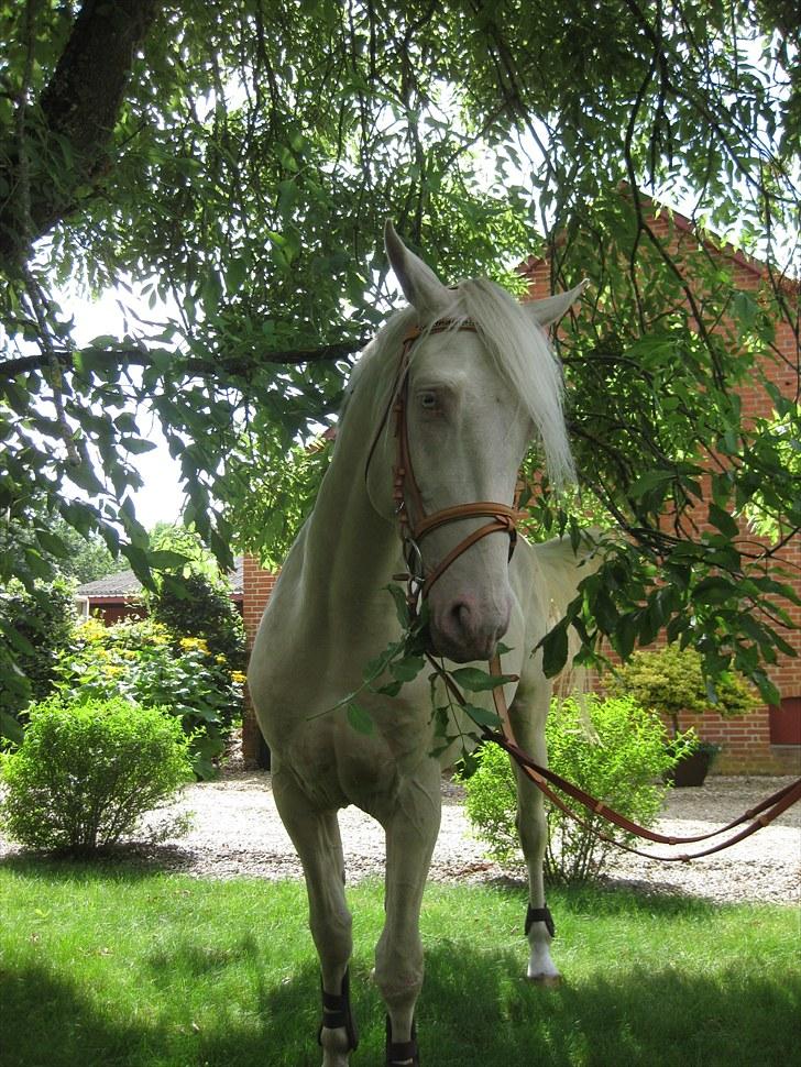 Palomino Kærgaardens Dom Perignon - Som 2 1/2 års billede 14