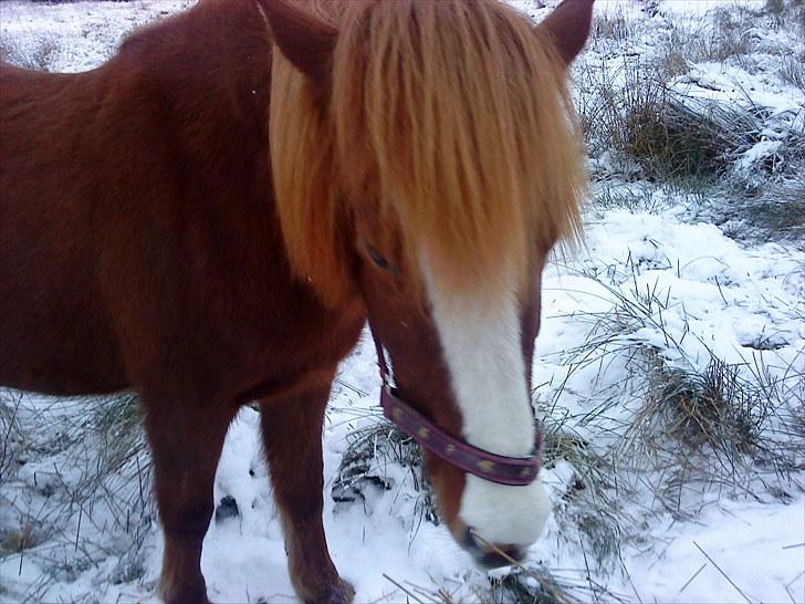 Islænder Glauma fra skygge <3 Himmelhest billede 8