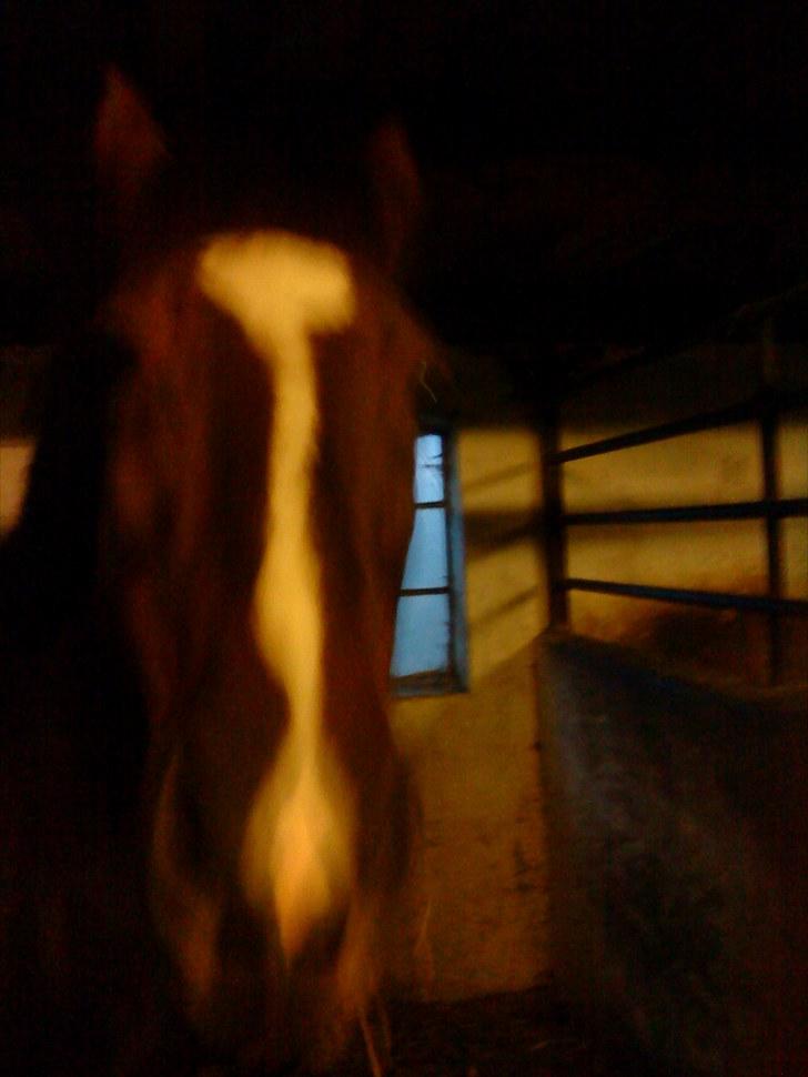 New Forest Kantje's Ruby - solgt - Lige stået op, da der var oprydningsdag. billede 4