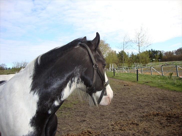 Irish Cob Sultan billede 12