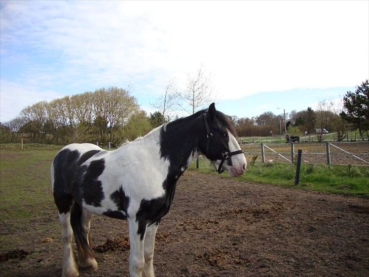 Irish Cob Sultan billede 13