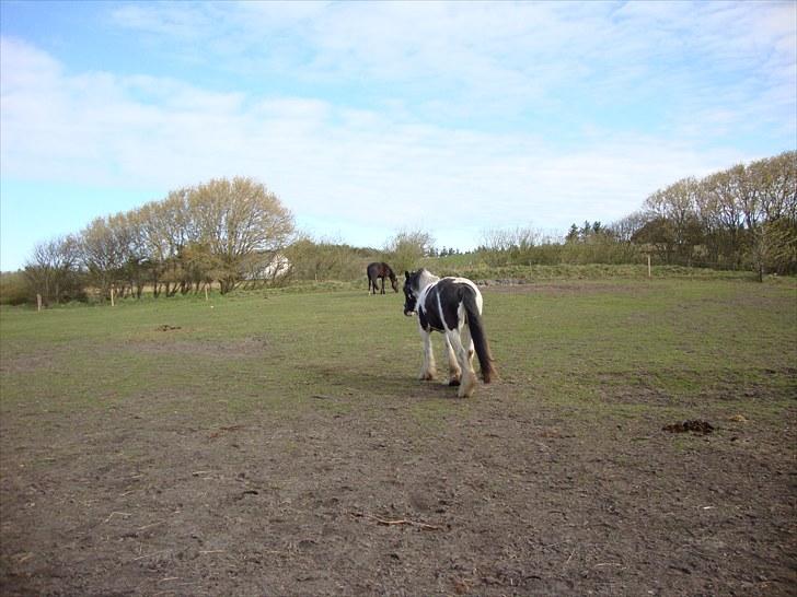 Irish Cob Sultan billede 15