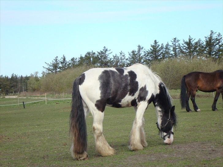 Irish Cob Sultan billede 17