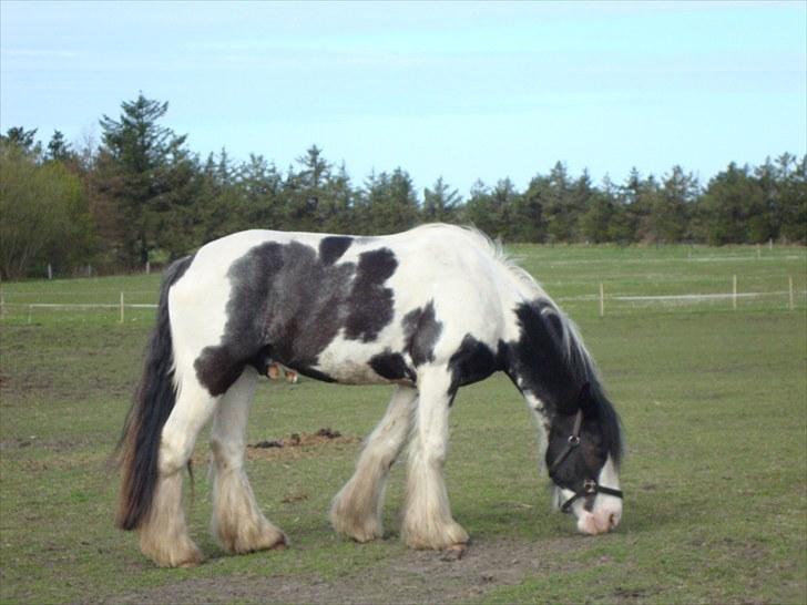 Irish Cob Sultan billede 18