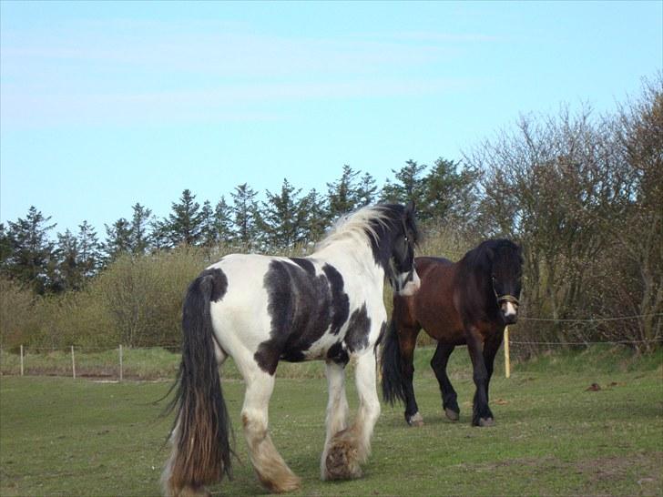 Irish Cob Sultan billede 20