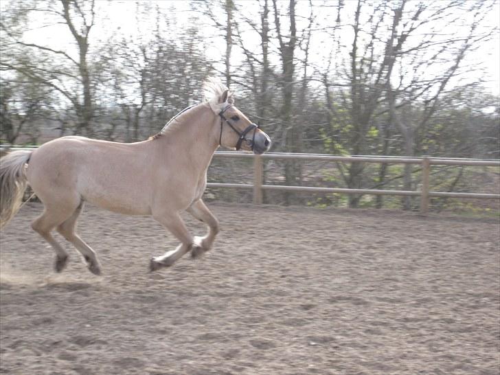 Fjordhest Birkens Hubert SOLGT <3 - 28-04-2010 verdens bedste hest! <3 billede 11