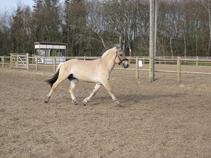 Fjordhest Birkens Hubert SOLGT <3 - 28-04-2010 verdens lækreste hest! <3 billede 12