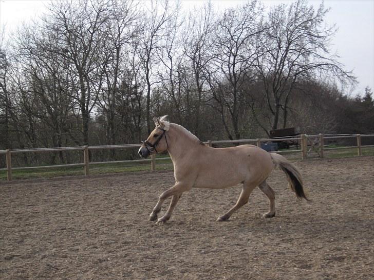 Fjordhest Birkens Hubert SOLGT <3 - 28-04-2010 verdens flotteste hest ! <3 billede 13