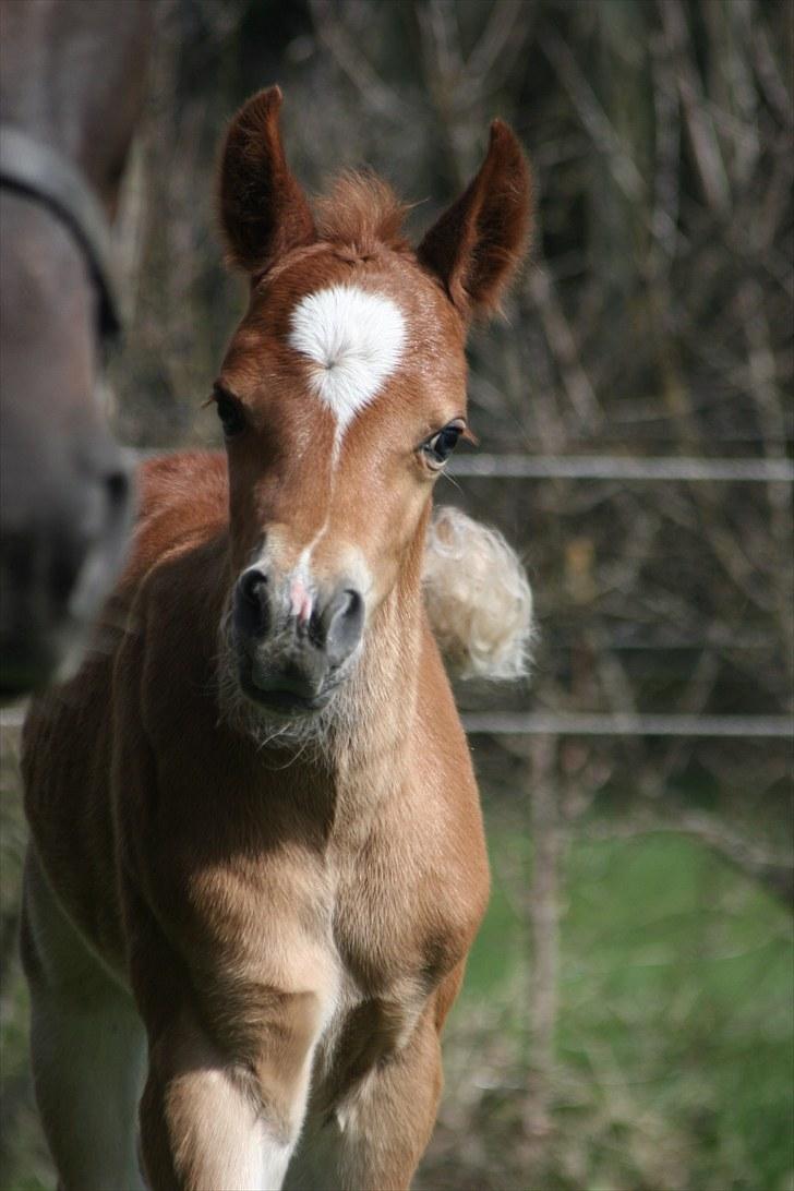 New Forest Romeo´s Kentucky solgt - Jeg er nysgerrig billede 1