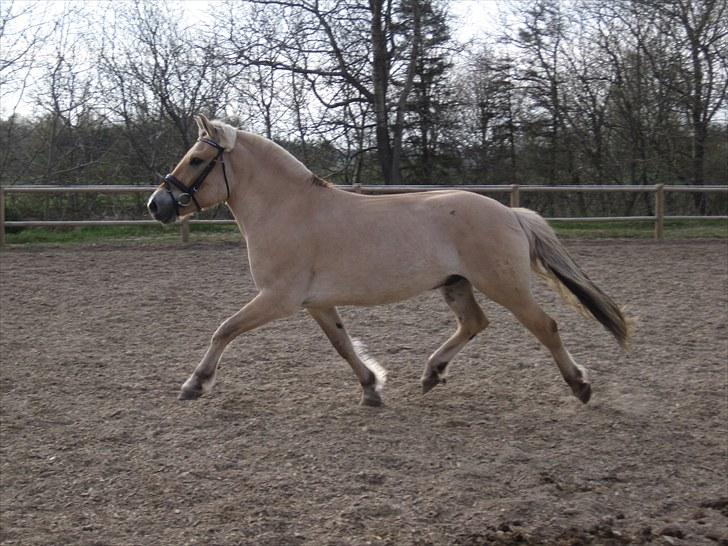 Fjordhest Birkens Hubert SOLGT <3 - 28-04-2010 MIN HEST ! <3 Kom godt til Finland <3 billede 14