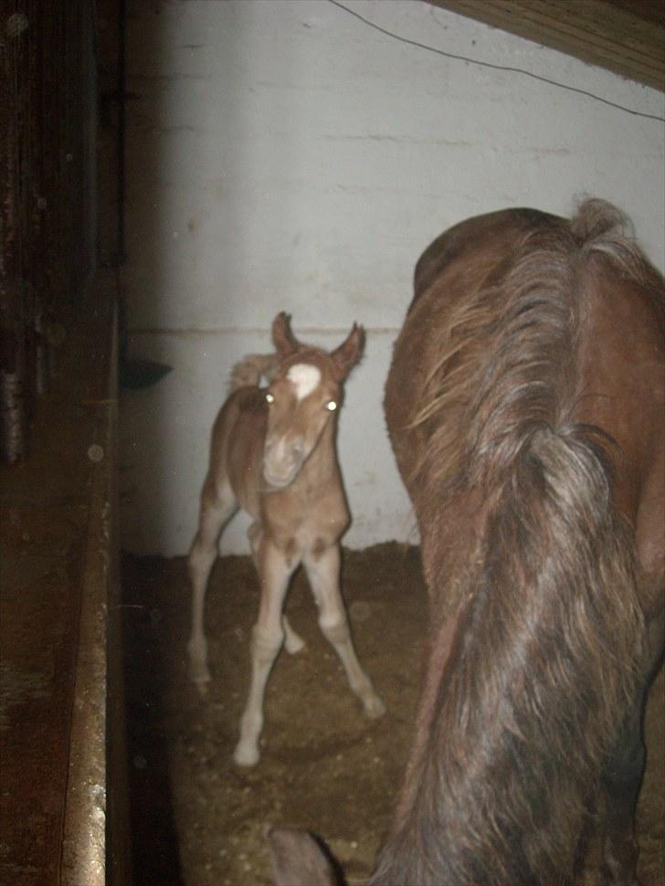 New Forest Romeo´s Kentucky solgt - Midt om natten d. 21.04, hvor jeg lige har fået samlet benene og er kommet op at stå. billede 2