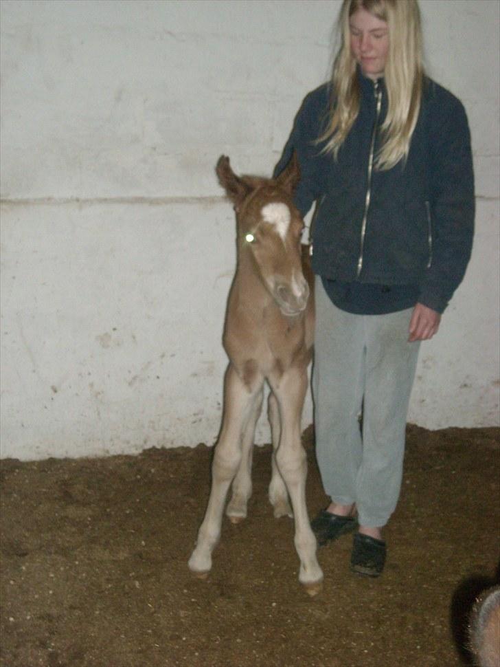New Forest Romeo´s Kentucky solgt - Mennesker! hvad er det, jeg er lige blevet født for 2 timer siden. billede 3