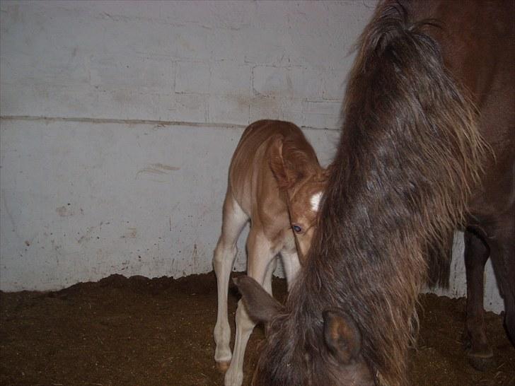 New Forest Romeo´s Kentucky solgt - Skønt med en mor. billede 4