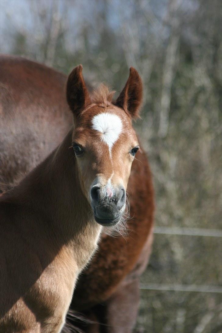 New Forest Romeo´s Kentucky solgt - Solen skinner, det må være fordi jeg er kommet til verden.  billede 5