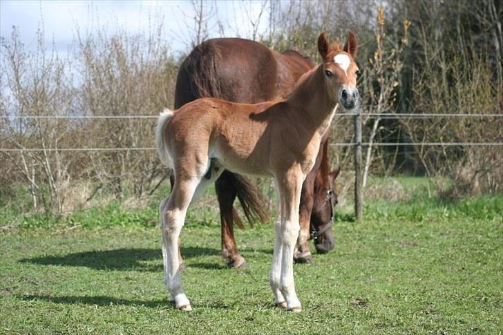 New Forest Romeo´s Kentucky solgt - Juhu, skønt at være ude. billede 6