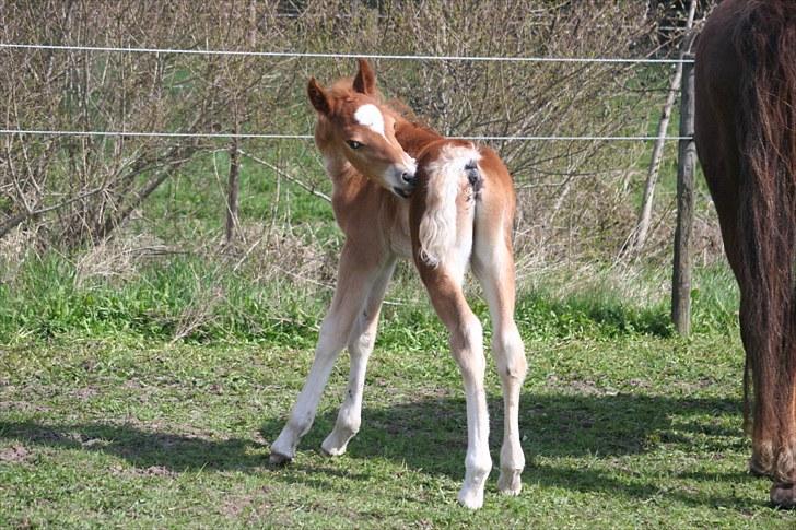 New Forest Romeo´s Kentucky solgt - Det er altså lidt svært at klø sig selv i rumpen? billede 7