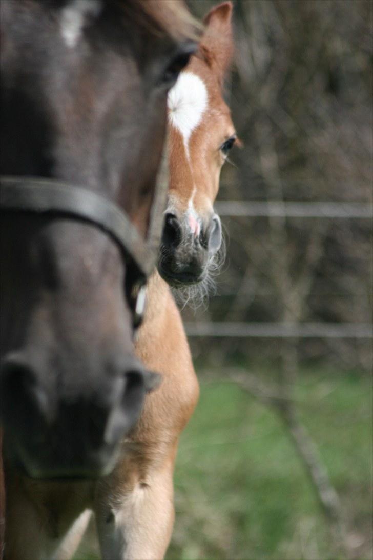 New Forest Romeo´s Kentucky solgt - Min skønne mor og jeg billede 8