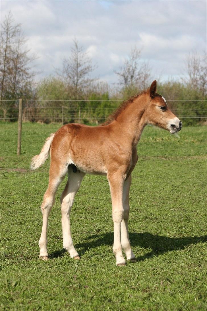New Forest Romeo´s Kentucky solgt - Er jeg ikke smuk med mine lange ben. billede 9