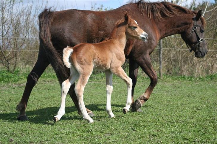 New Forest Romeo´s Kentucky solgt - Vi går en tur billede 10