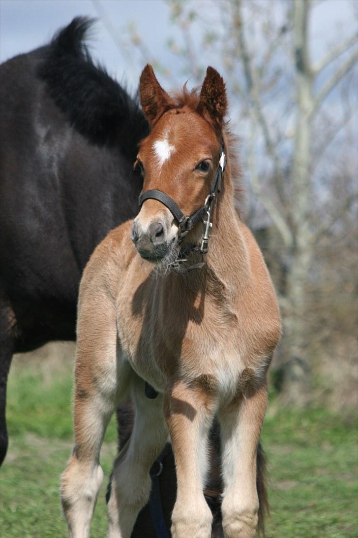 New Forest Romeo´s Kawasaki - avlshingst - Min ven leger, skulle jeg mon deltage! billede 17