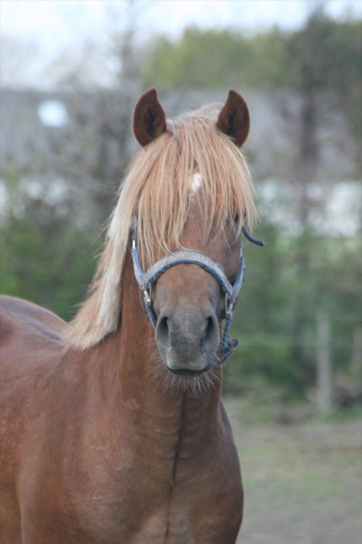 New Forest Romeo´s Ike - Er jeg ikke smuk! billede 1