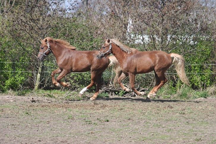 New Forest Romeo´s Ike - Det er mig Ike med den hvide sok, vi leger tag fat. billede 4