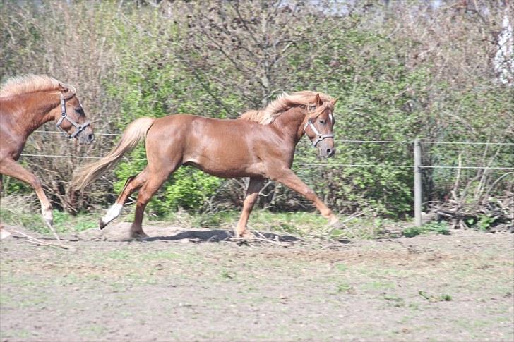 New Forest Romeo´s Ike - Fangeleg og jeg er forest med den hvide sok billede 5