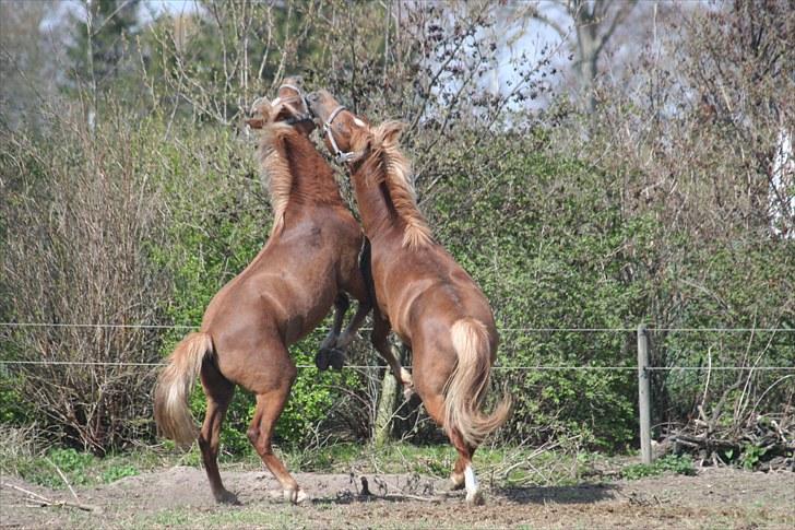 New Forest Romeo´s Ike - UH, så prøver vi kræfter og det er mig til højre. billede 7