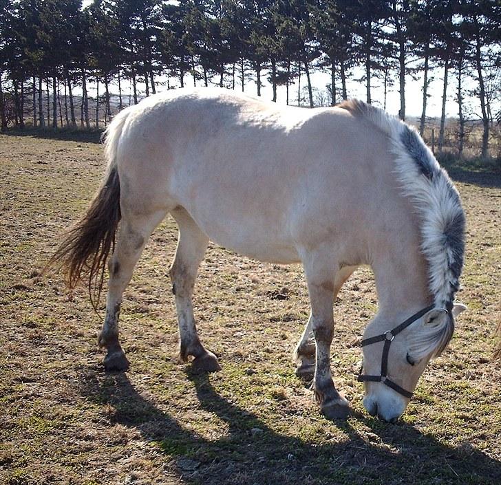 Fjordhest Tulle (Solgt) - Uhm det smager godt:) billede 4