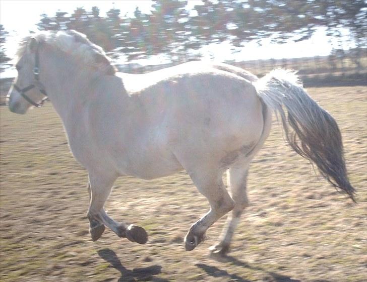 Fjordhest Tulle (Solgt) - De andre galopere så må jeg hellere også gøre det:) billede 5